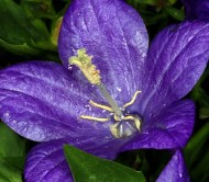 /blume.jpg4f92f2cee9fcb